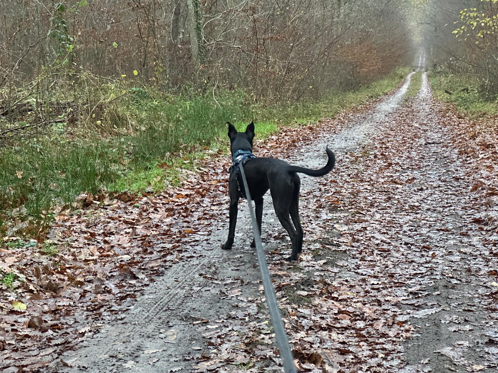 VOTRE CHIEN TIRE EN LAISSE – 4 ERREURS A EVITER