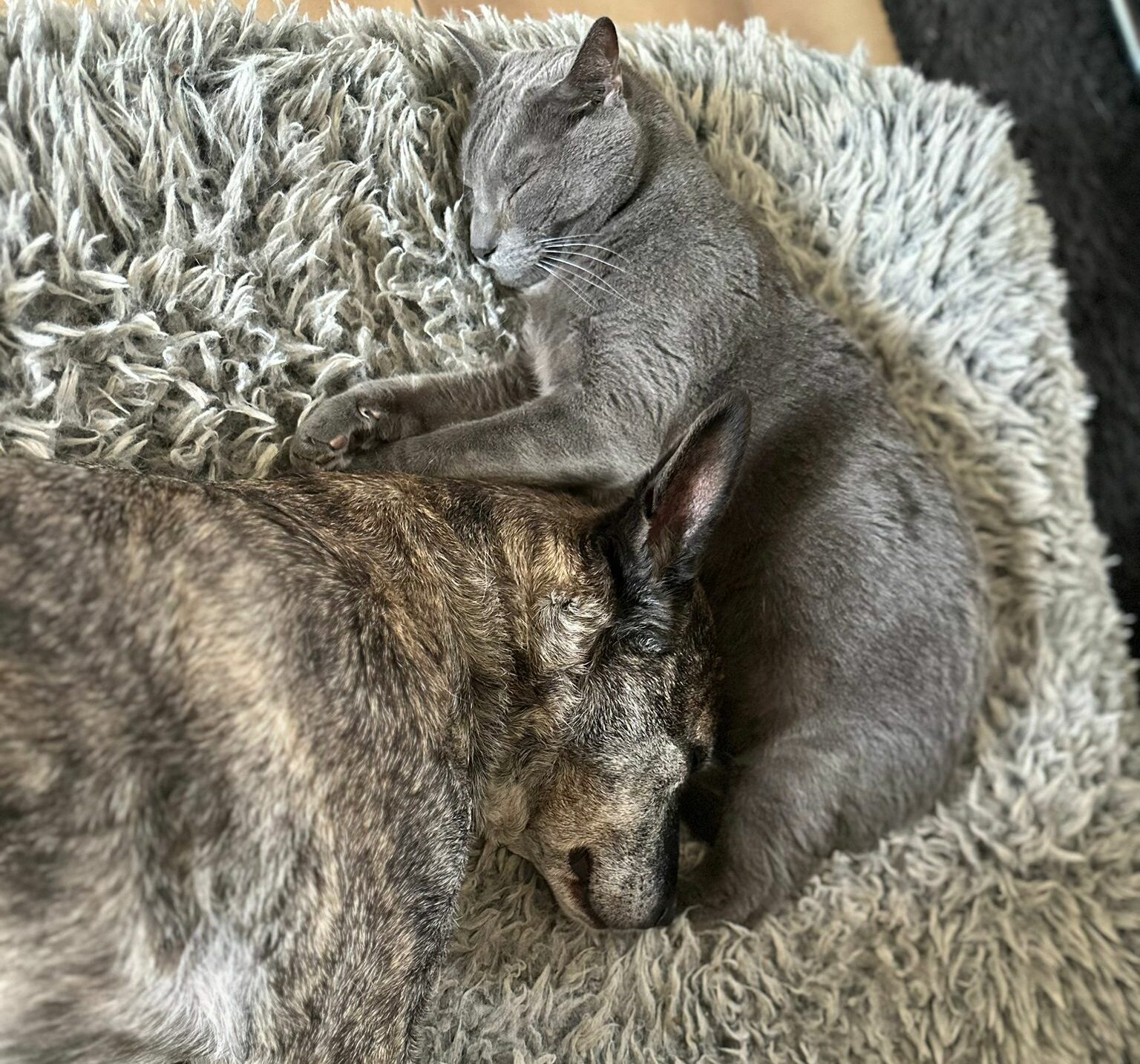 S&rsquo;ENTENDRE COMME CHIEN ET CHAT