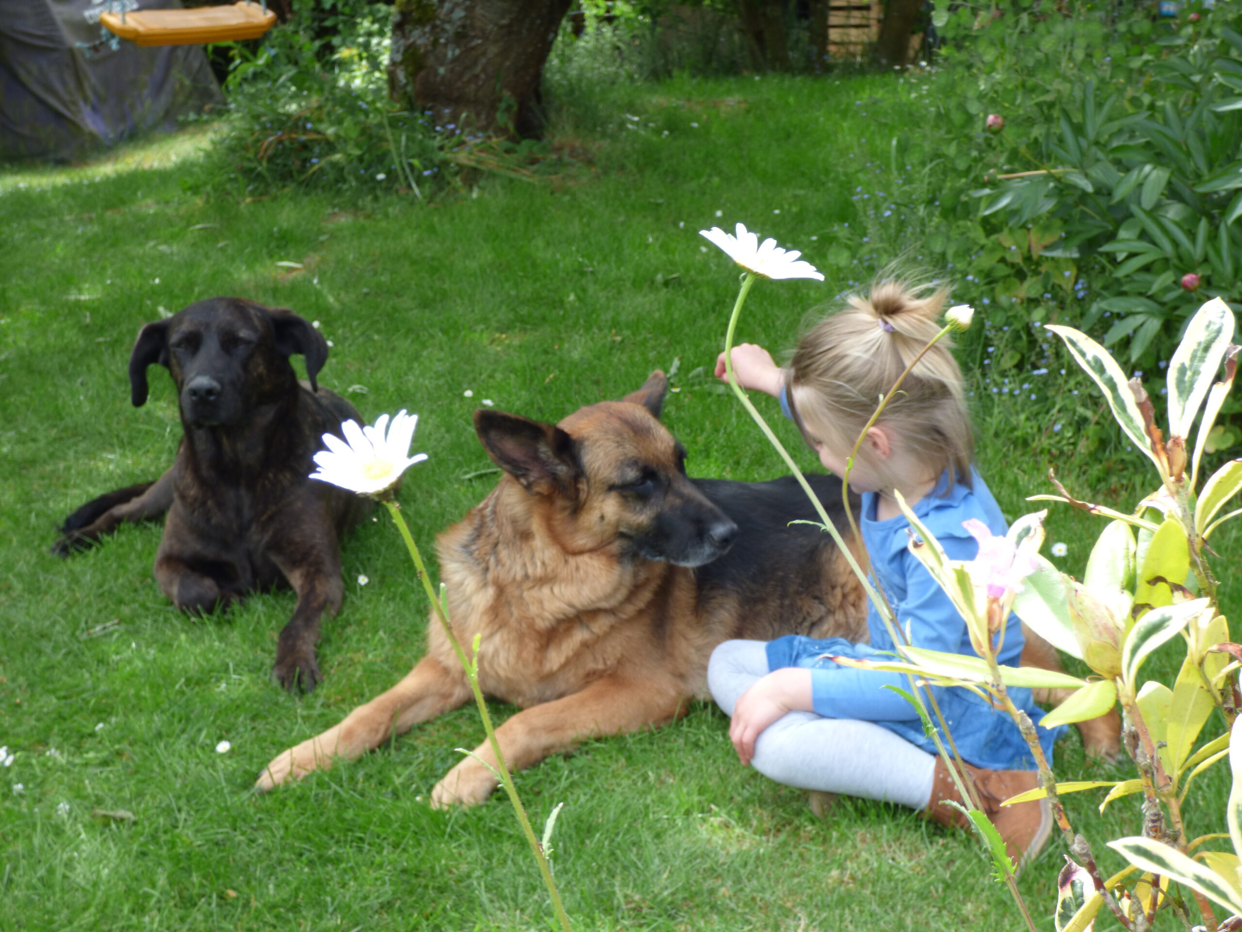 LA RELATION CHIEN – ENFANT 